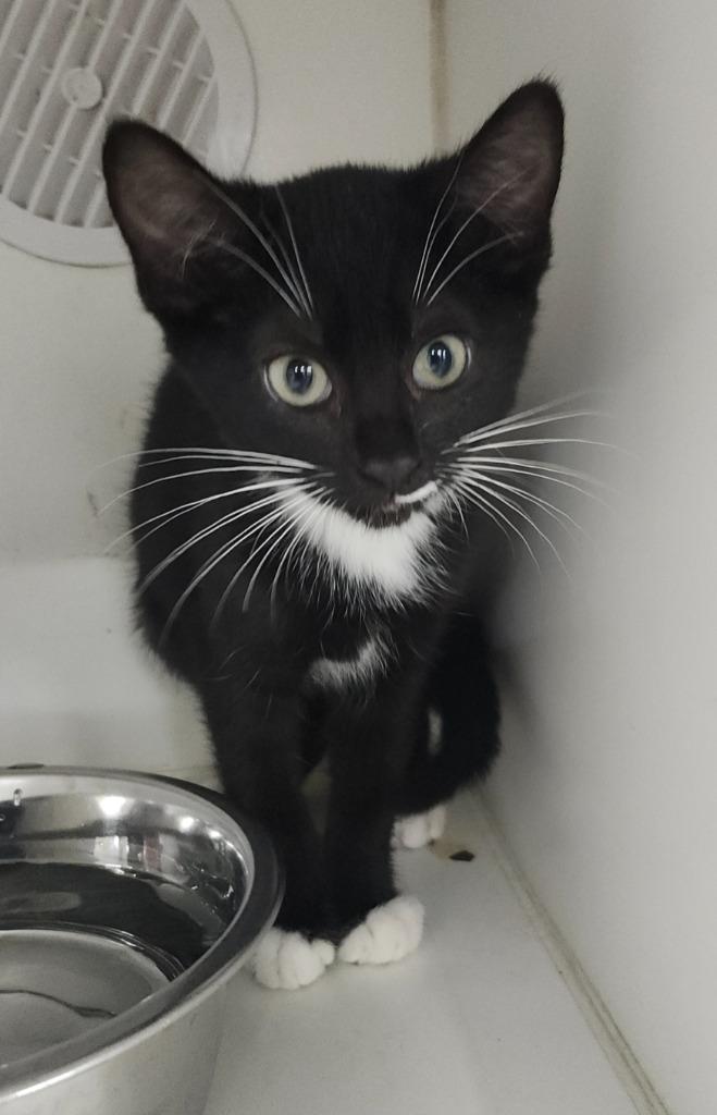 Enlarge Torta, a Adoptable mixed breed in Sapulpa, OK image 1/1