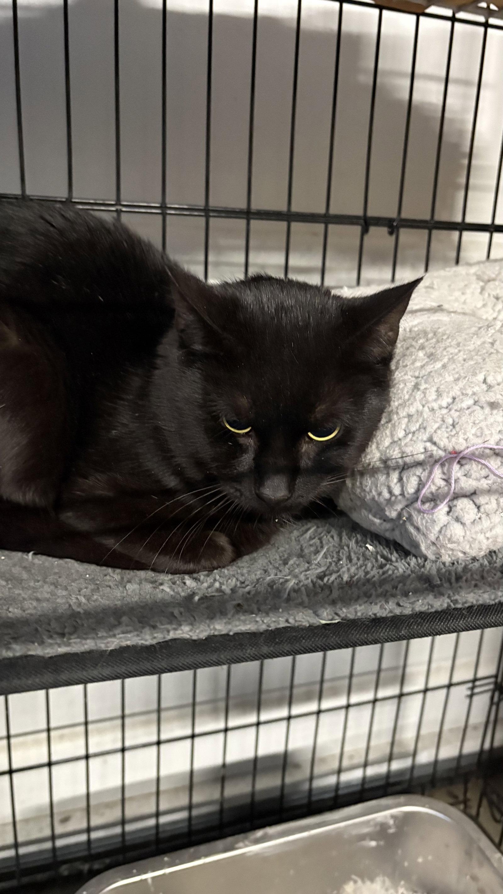 Bear, Adopted, Young Male Domestic Short Hair.