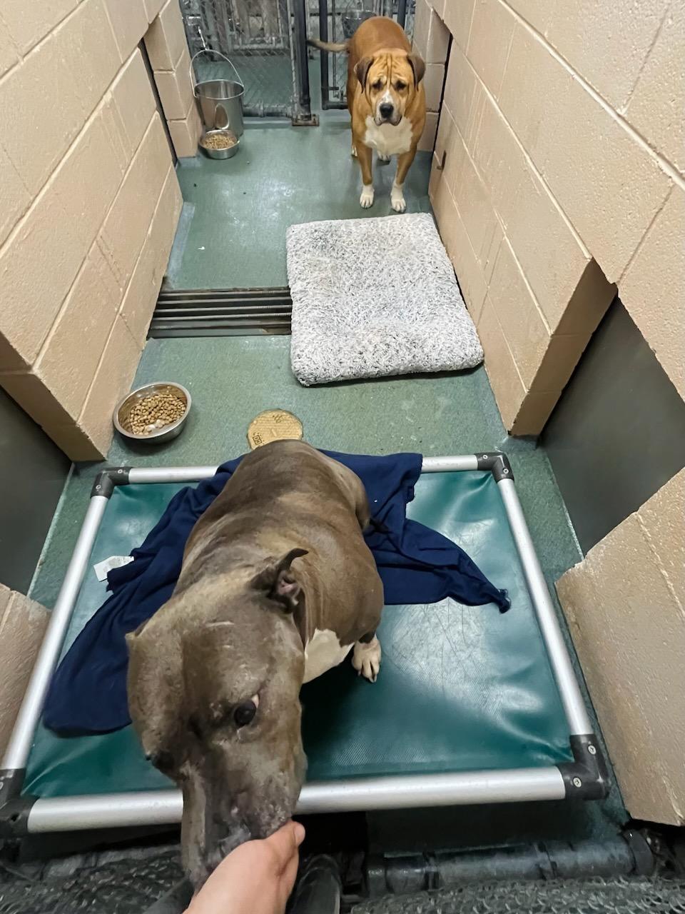 Enlarge Custom Deluxe , a ADOPTABLE Mixed Breed in Martinsville, VA image 6/6