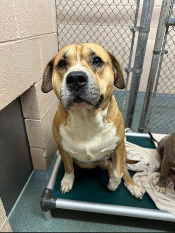 Enlarge Custom Deluxe , a ADOPTABLE Mixed Breed in Martinsville, VA image 3/6