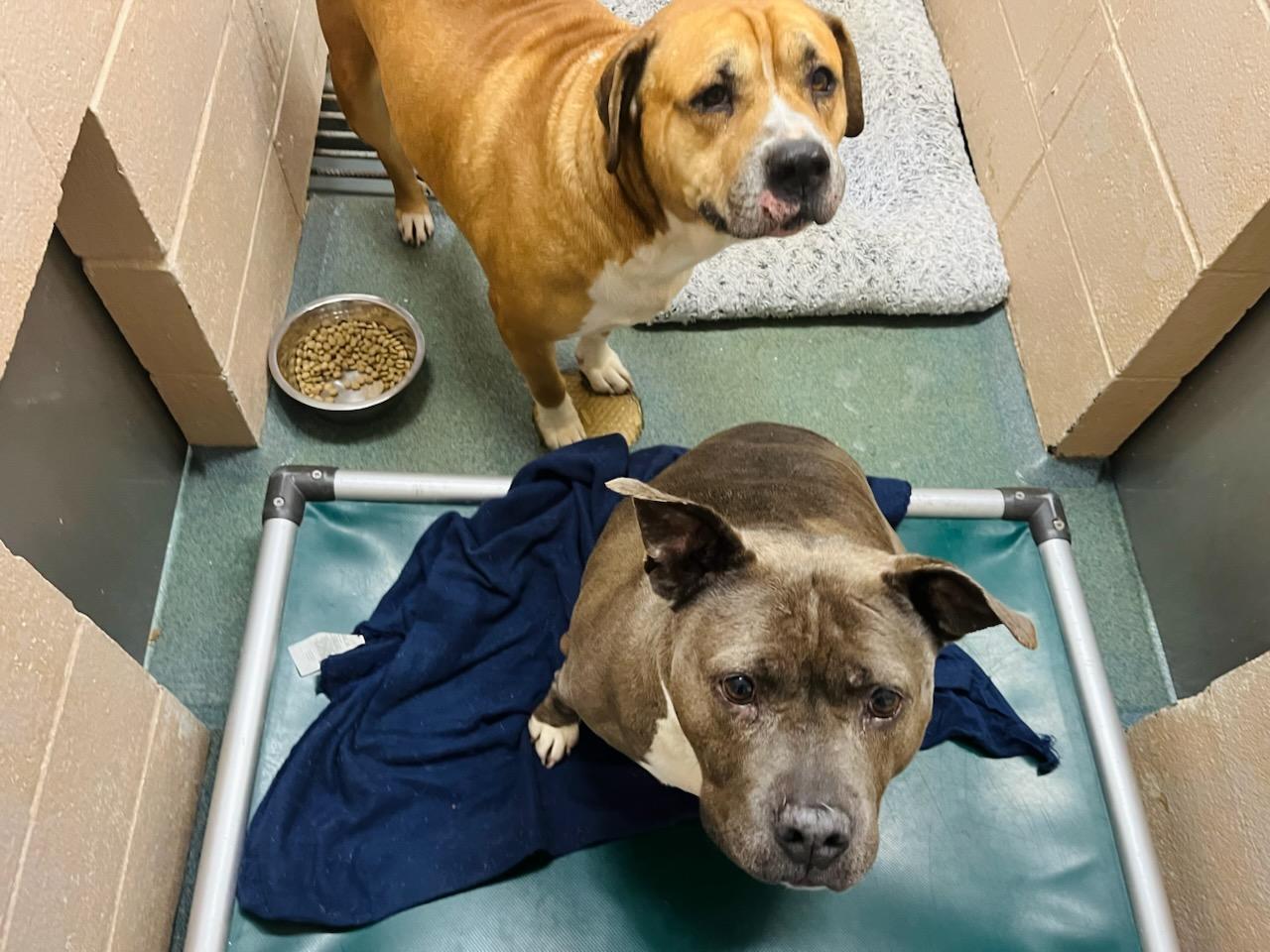 Enlarge Custom Deluxe , a ADOPTABLE Mixed Breed in Martinsville, VA image 5/6