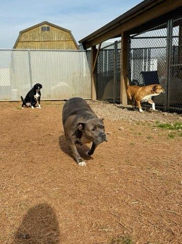 Enlarge Custom Deluxe , a ADOPTABLE Mixed Breed in Martinsville, VA image 4/6