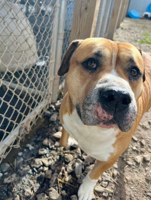 Enlarge Custom Deluxe , a ADOPTABLE Mixed Breed in Martinsville, VA image 2/6