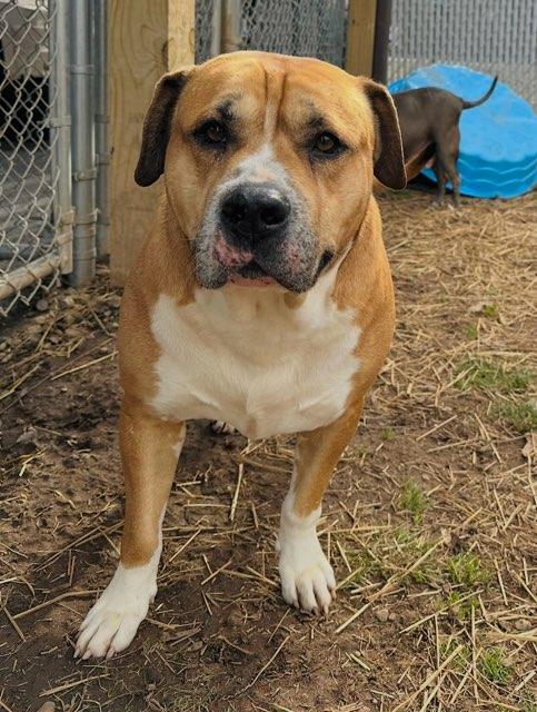 Enlarge Custom Deluxe , a ADOPTABLE Mixed Breed in Martinsville, VA image 1/6