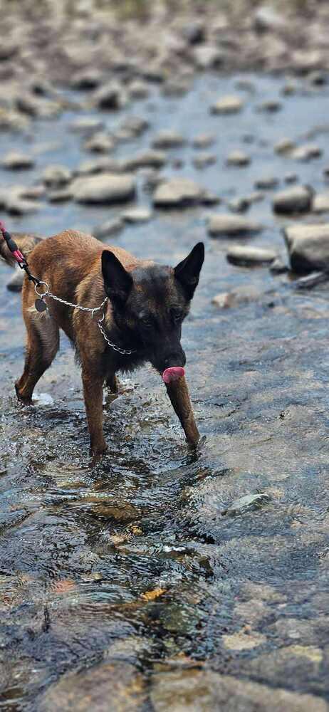 Athena - Located in NM, Adoptable, Young Female Belgian Shepherd / Malinois.
