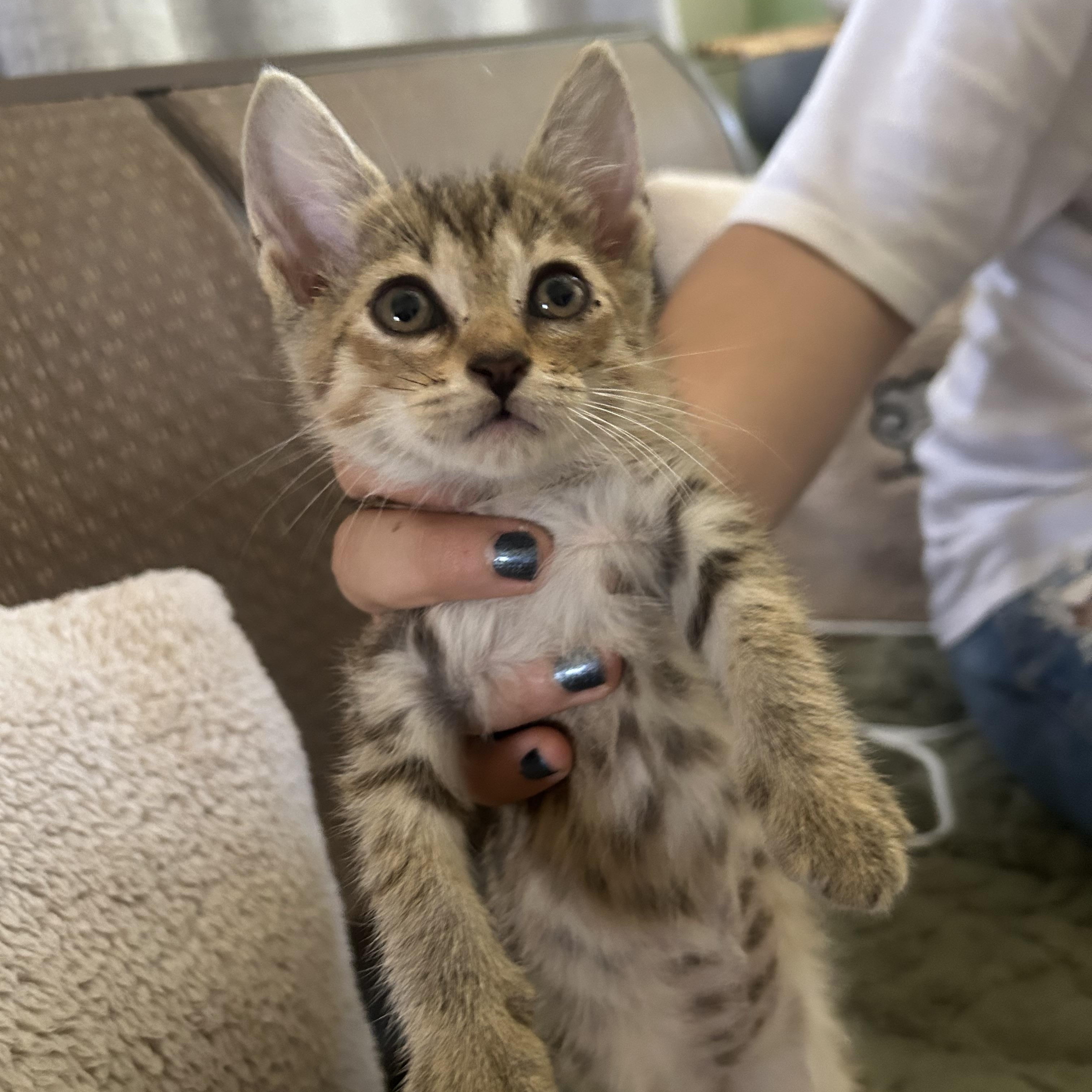 Bugg, a Adoptable mixed breed in Pittsfield, MA image 2/5