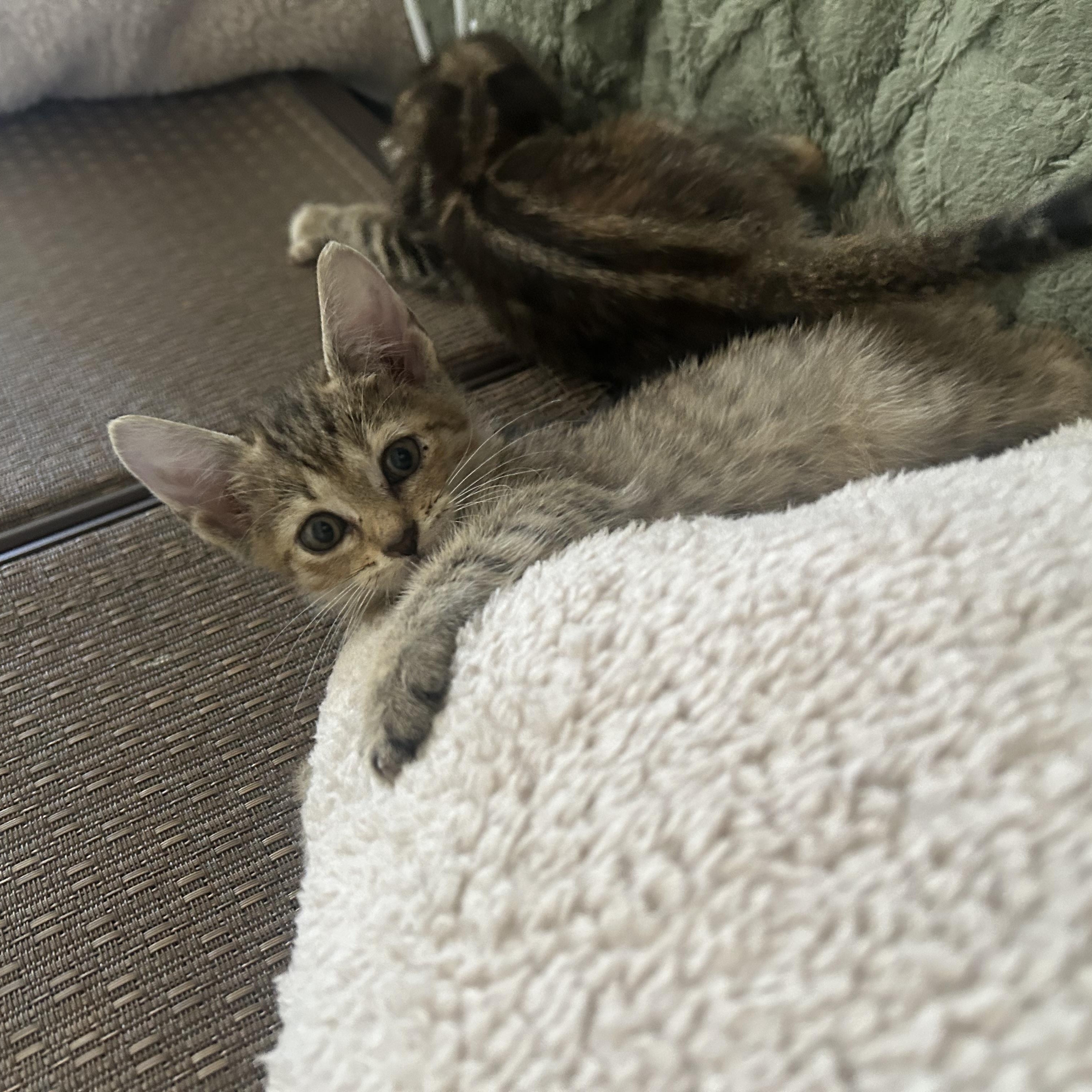 Bugg, a Adoptable mixed breed in Pittsfield, MA image 3/5