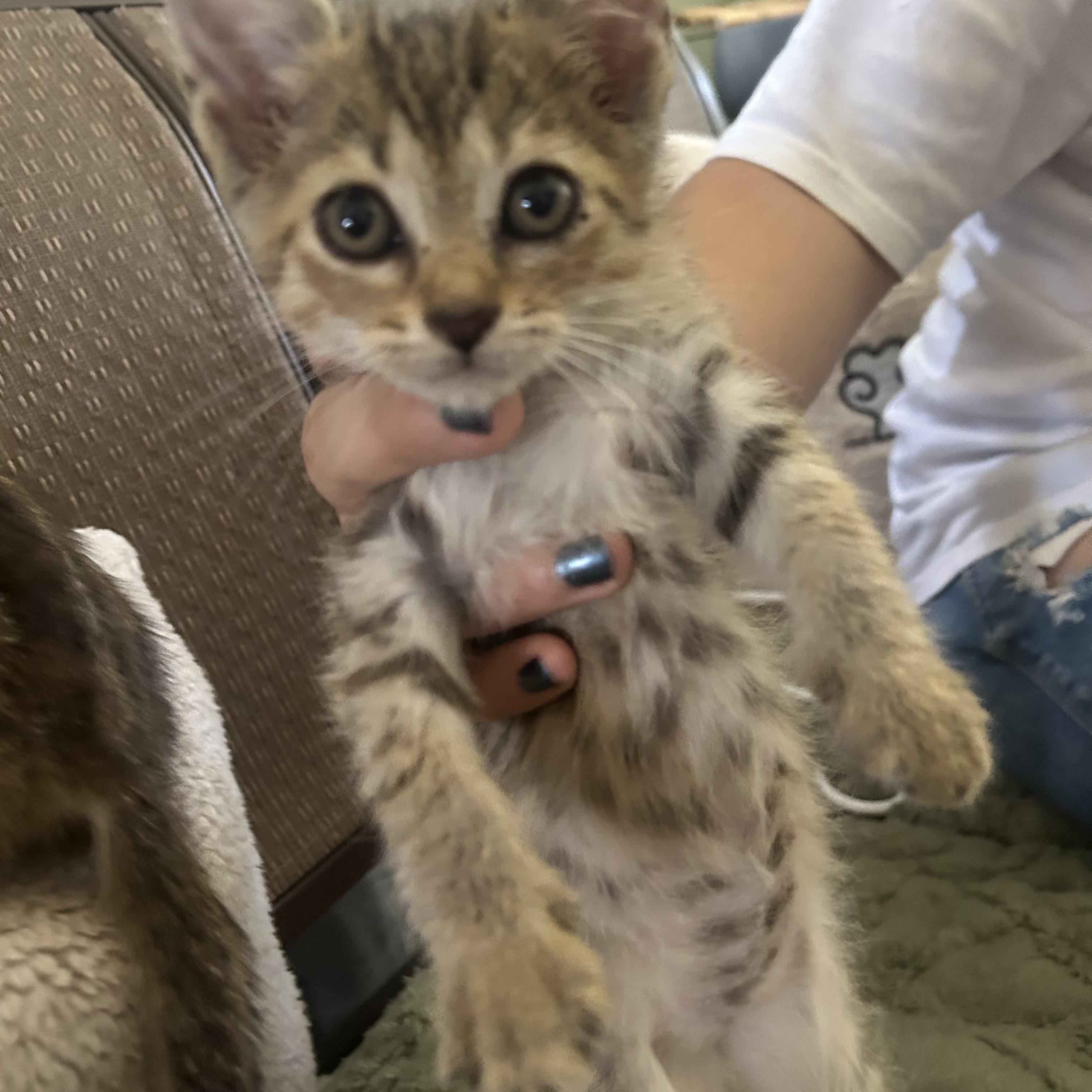 Bugg, Adoptable, Kitten Female Bengal & Tabby.