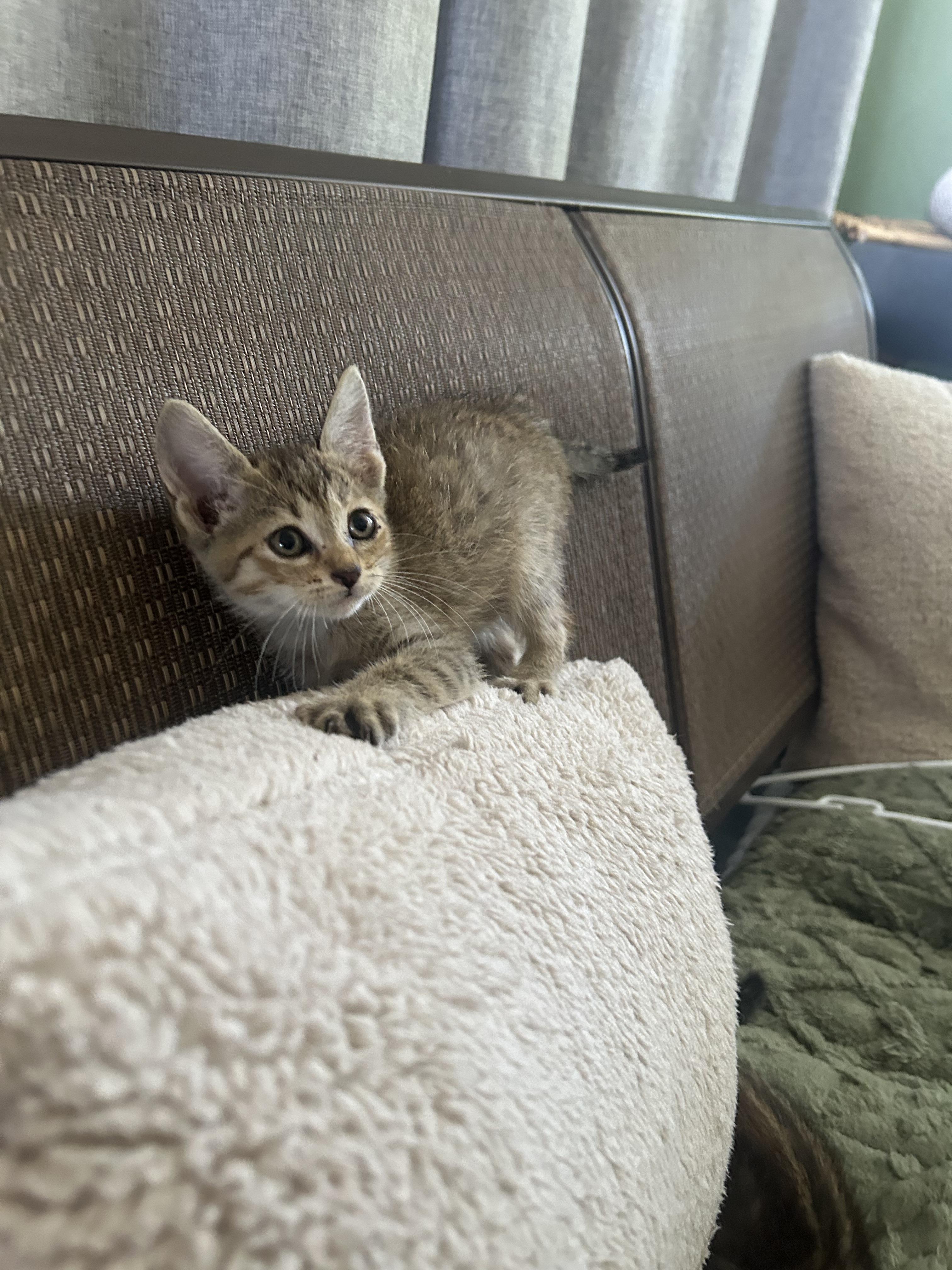 Bugg, a Adoptable mixed breed in Pittsfield, MA image 4/5