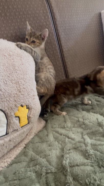 Enlarge Bugg, a Adoptable mixed breed in Pittsfield, MA video 5/5