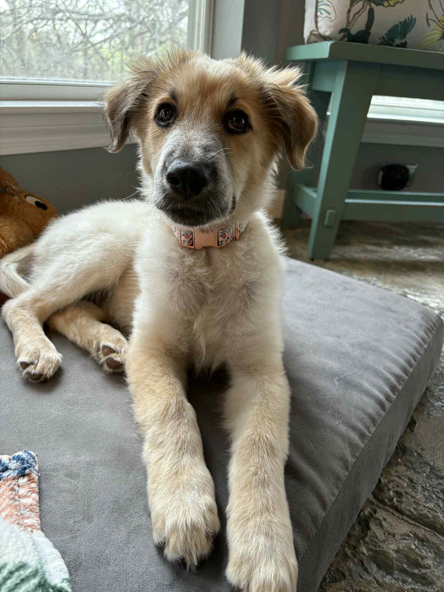 Enlarge Ophelia, an adopted mixed breed in Albany, NY image 5/6