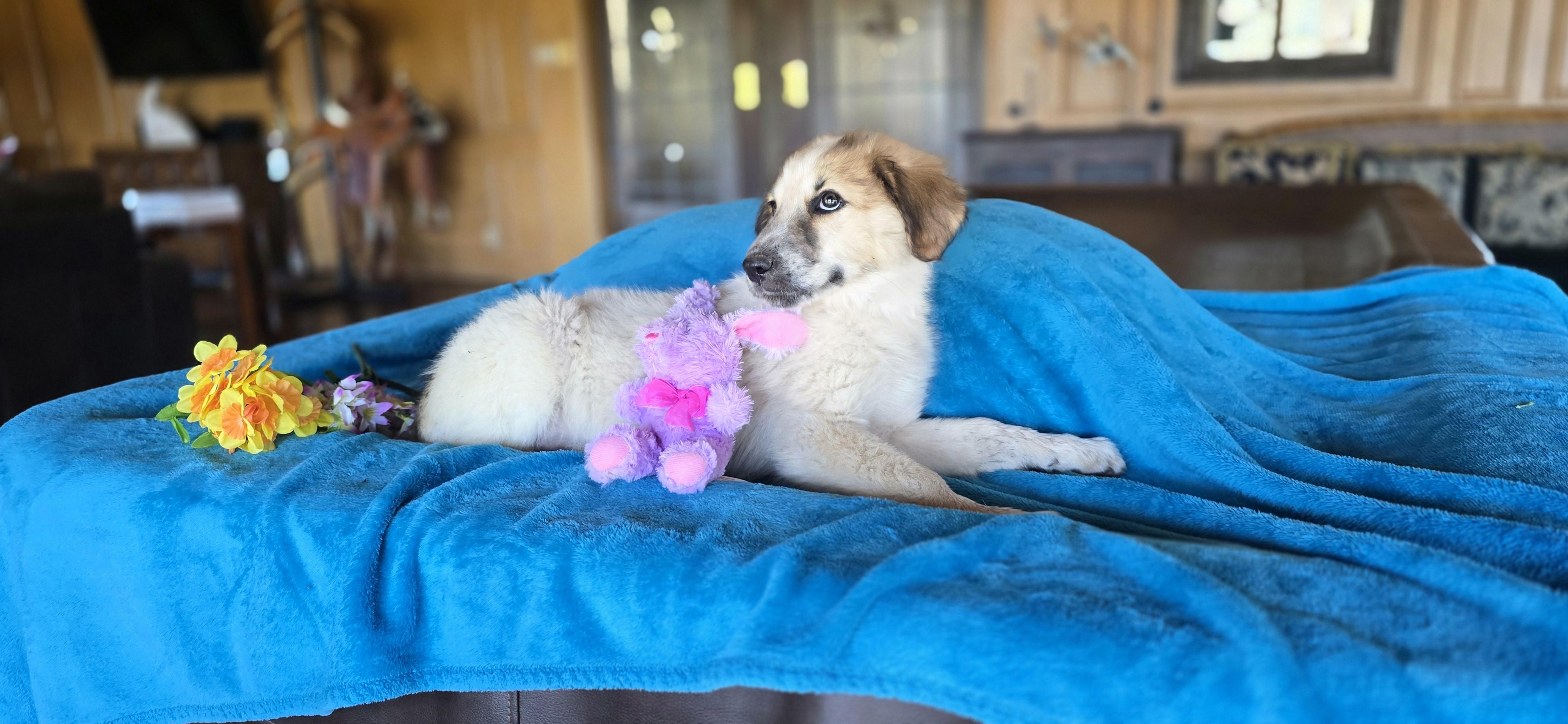 Enlarge Ophelia, an adopted mixed breed in Albany, NY image 4/6