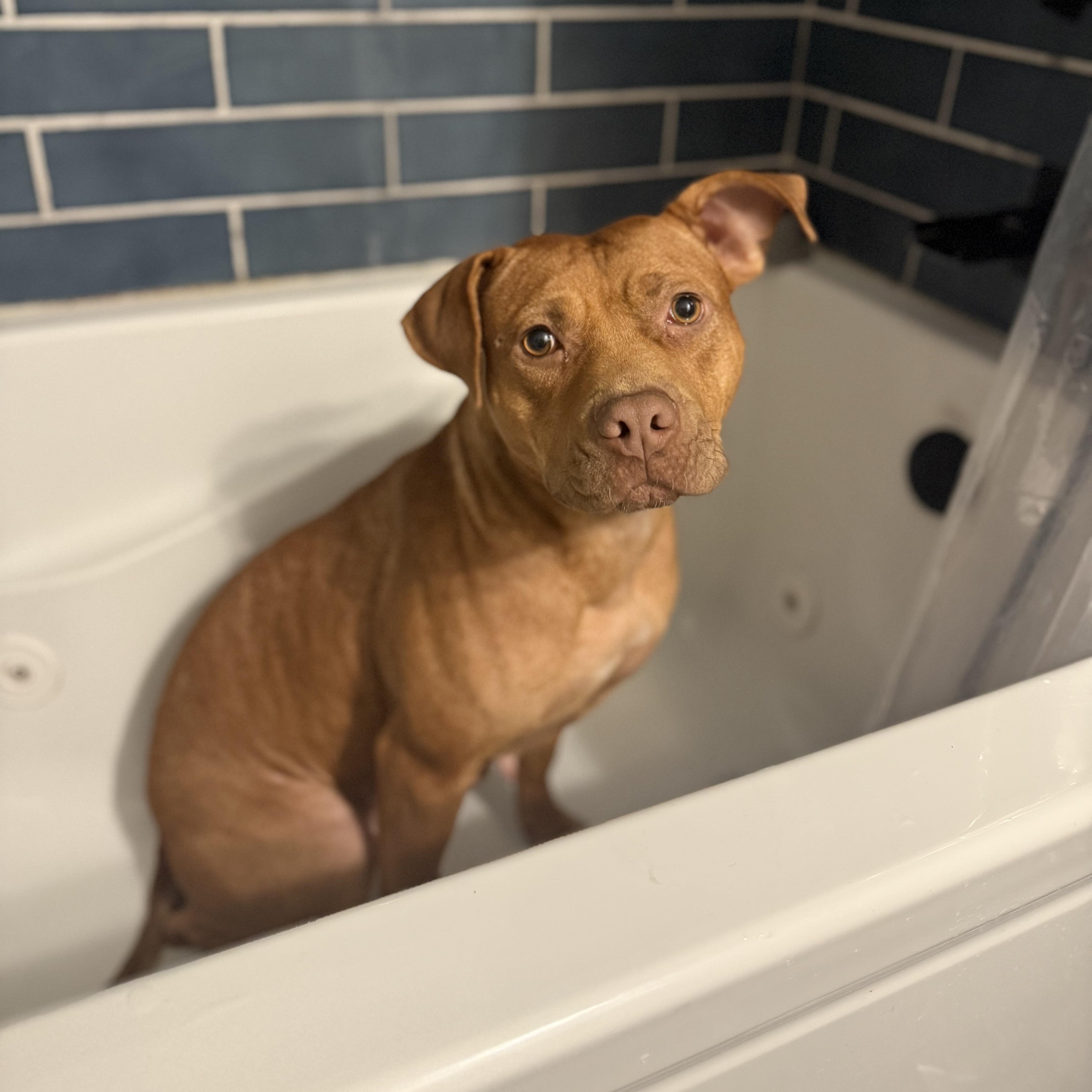 Punkin, ADOPTABLE, Young Female Terrier.