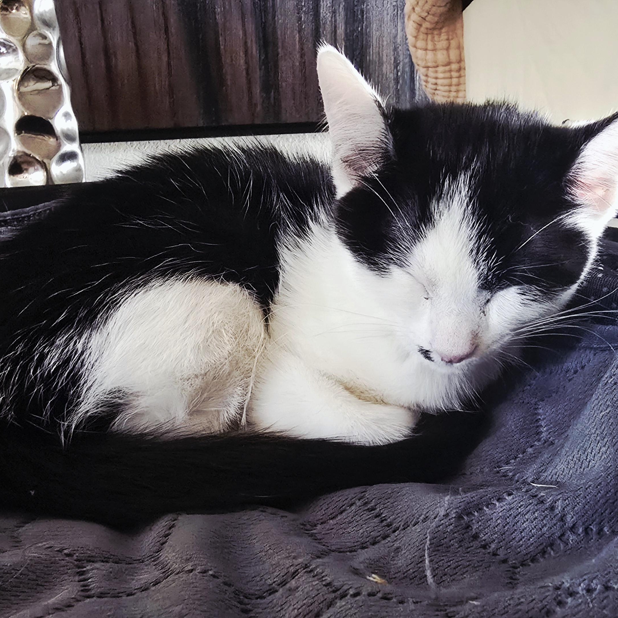 Enlarge OLIVE -   November ONLY 35% Off Adoption Fee -  25+ Kittens to choose from!!, a Adoptable Domestic Short Hair in PHOENIX, AZ image 4/4