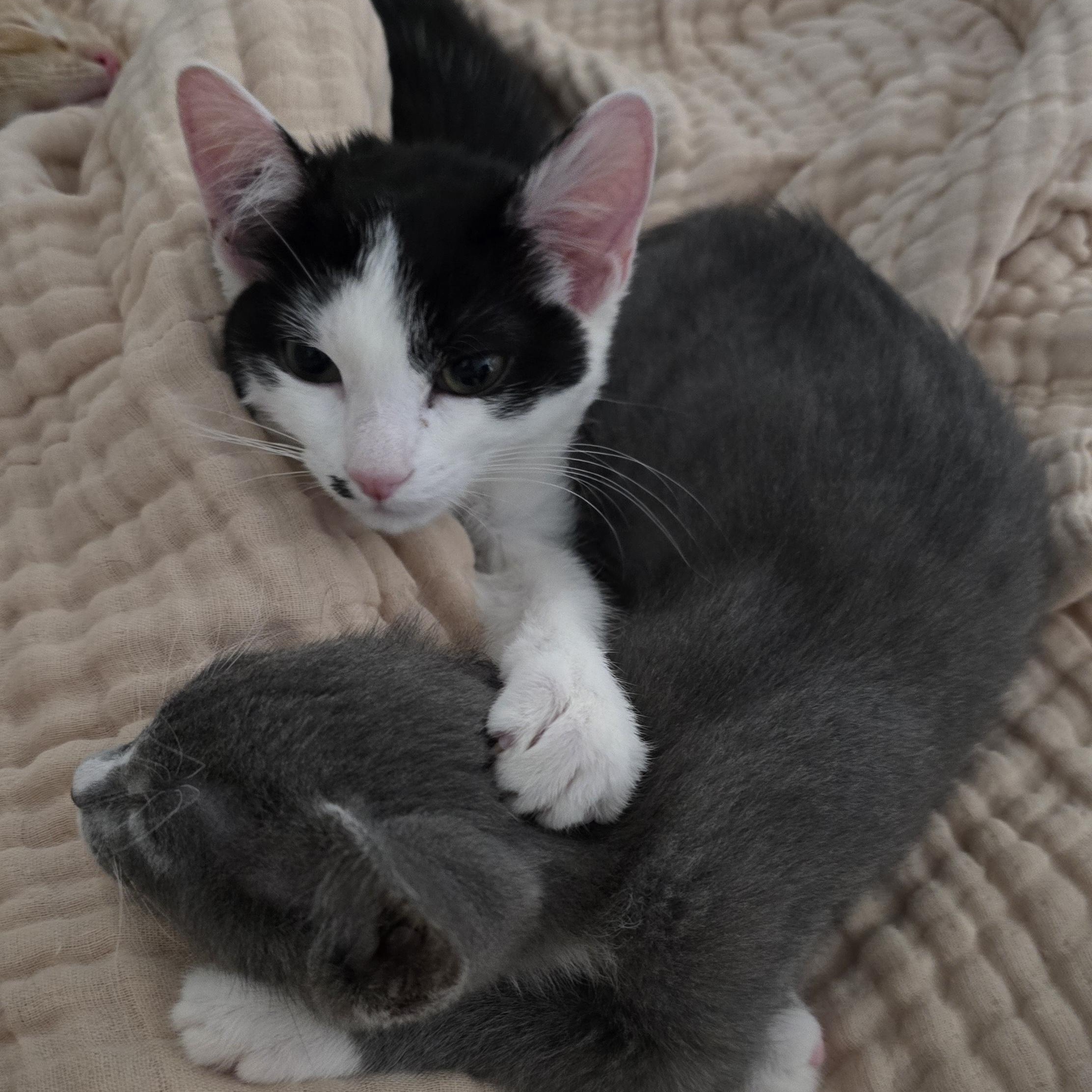 Enlarge OLIVE -   November ONLY 35% Off Adoption Fee -  25+ Kittens to choose from!!, a Adoptable Domestic Short Hair in PHOENIX, AZ image 2/4