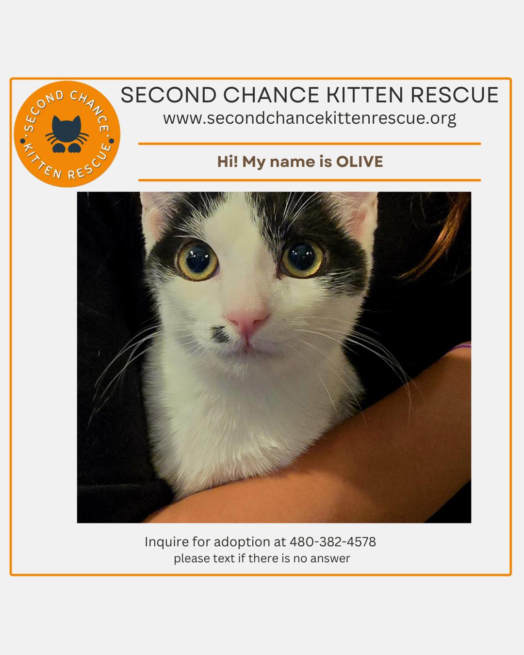 Enlarge OLIVE -   November ONLY 35% Off Adoption Fee -  25+ Kittens to choose from!!, a Adoptable Domestic Short Hair in PHOENIX, AZ image 1/4