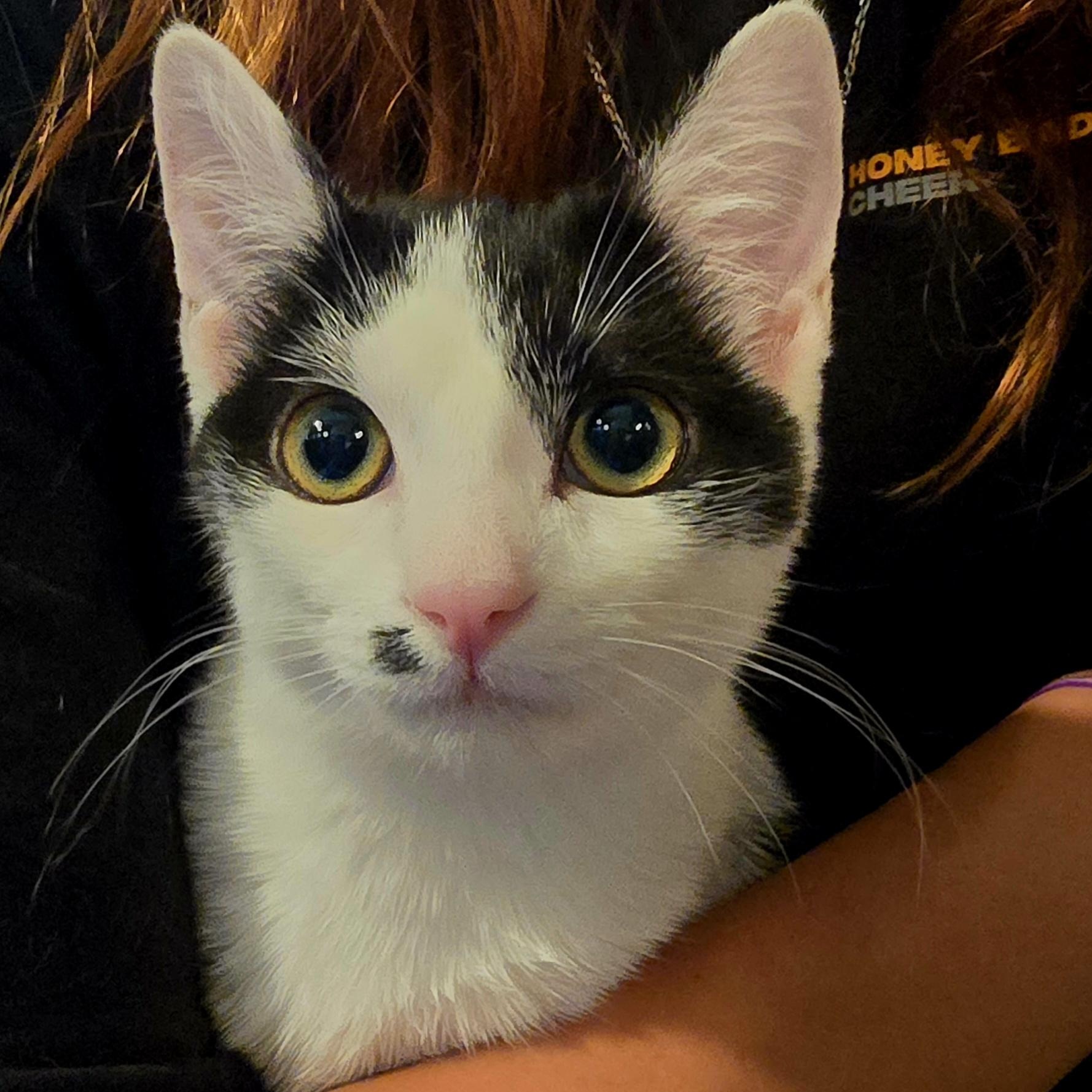 Enlarge OLIVE -   November ONLY 35% Off Adoption Fee -  25+ Kittens to choose from!!, a Adoptable Domestic Short Hair in PHOENIX, AZ image 3/4