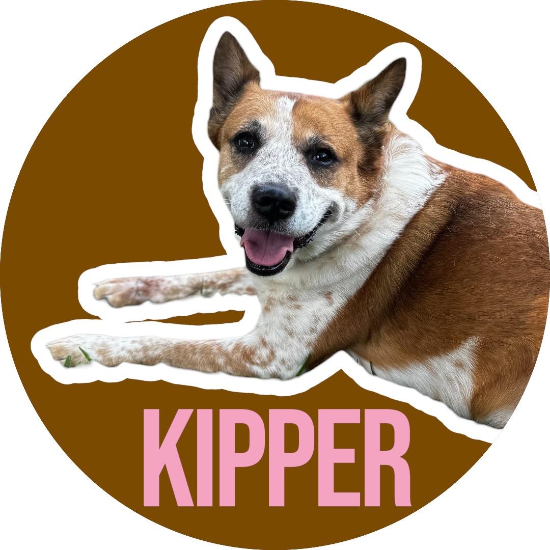 Kipper, Adoptable, Adult Female Australian Cattle Dog / Blue Heeler.