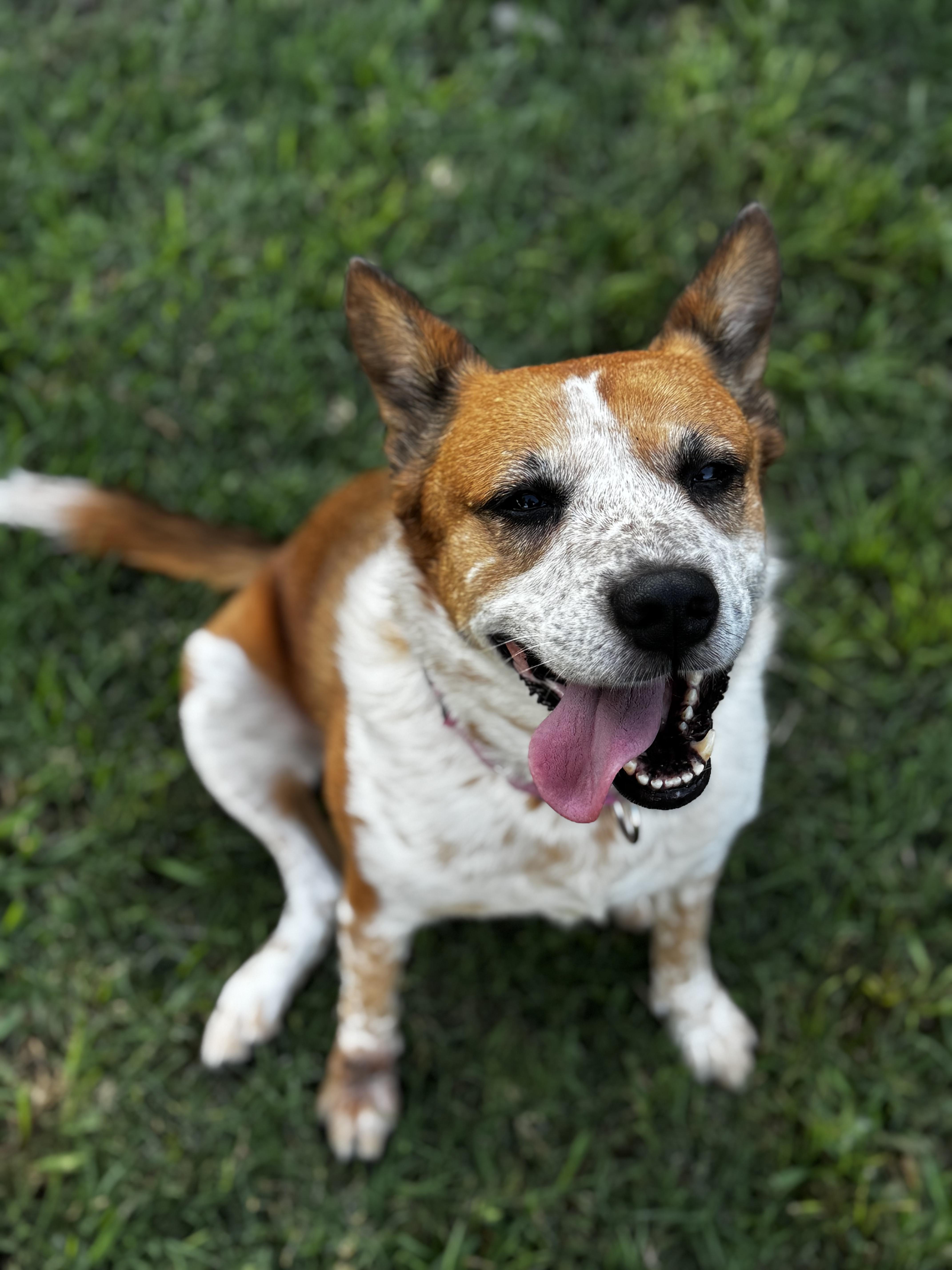 Enlarge Kipper, a Adoptable mixed breed in Evans City, PA image 6/6