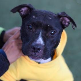 Sage, a Adoptable Mixed Breed in Huntington, WV image 4/6