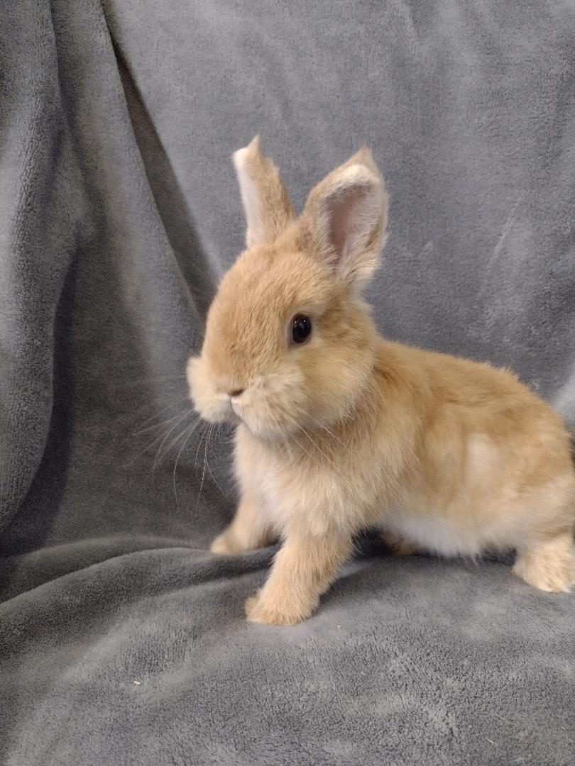 Enlarge Karrick, a Adopted mixed breed in Plymouth, MI image 1/4