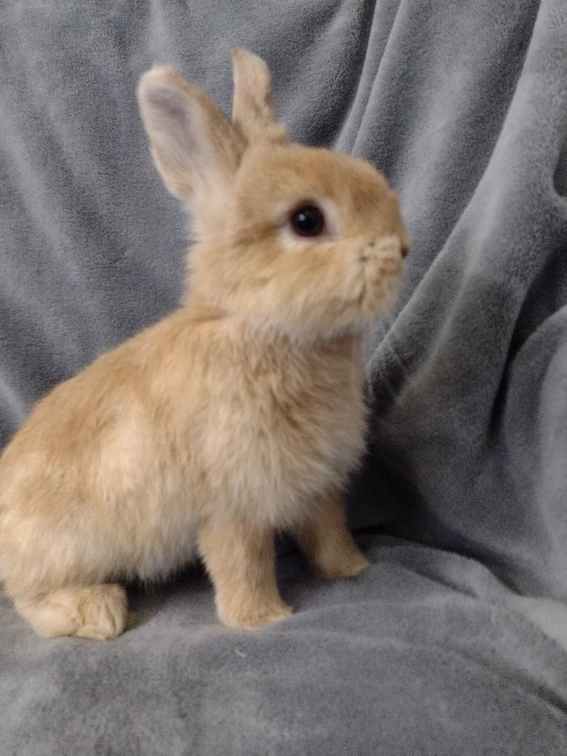 Enlarge Karrick, a Adopted mixed breed in Plymouth, MI image 2/4