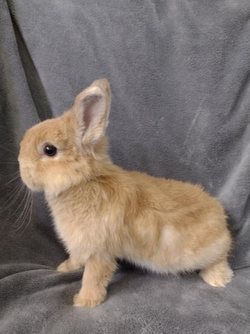 Enlarge Karrick, a Adopted mixed breed in Plymouth, MI image 4/4