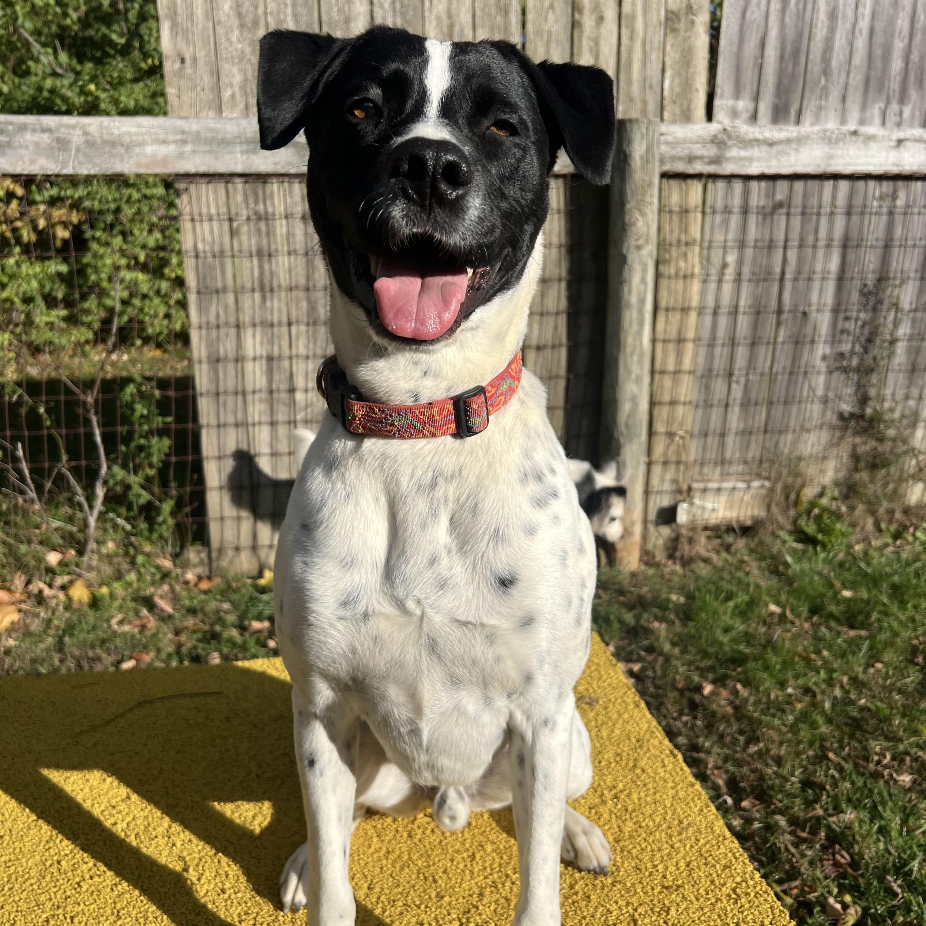 Enlarge Hunter, a Adoptable mixed breed in South Charleston, OH image 1/2