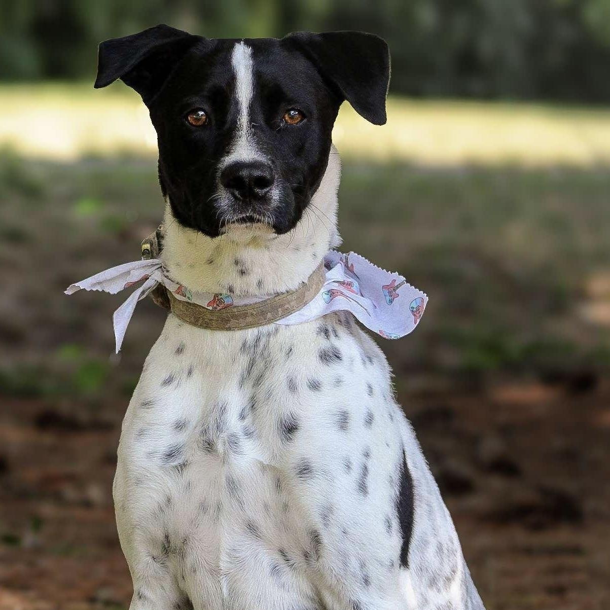 Hunter, Adoptable, Adult Male German Shorthaired Pointer.