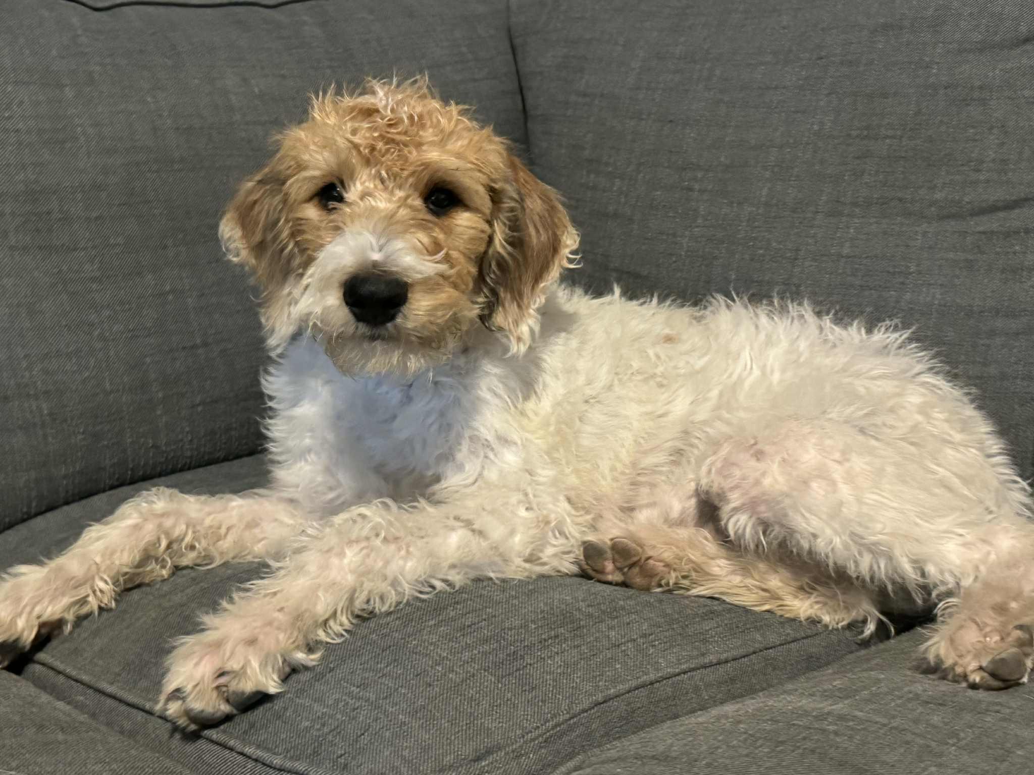 CHARLIE, Adopted, Puppy Male Labradoodle.