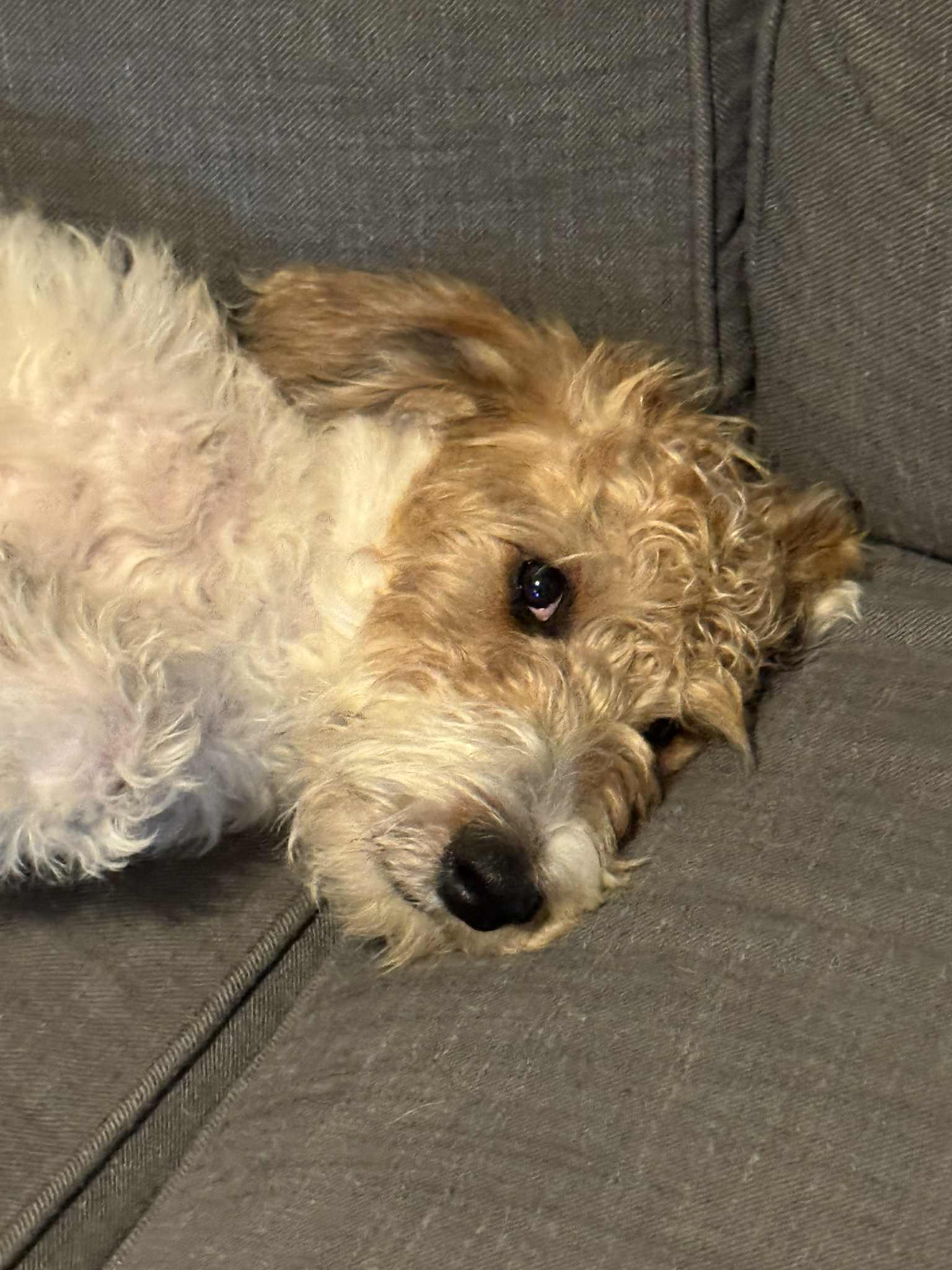 Enlarge CHARLIE, a Adopted Labradoodle in Palmdale, CA image 4/6
