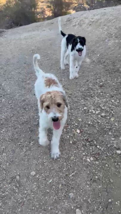 Enlarge CHARLIE, a Adopted Labradoodle in Palmdale, CA video 5/6