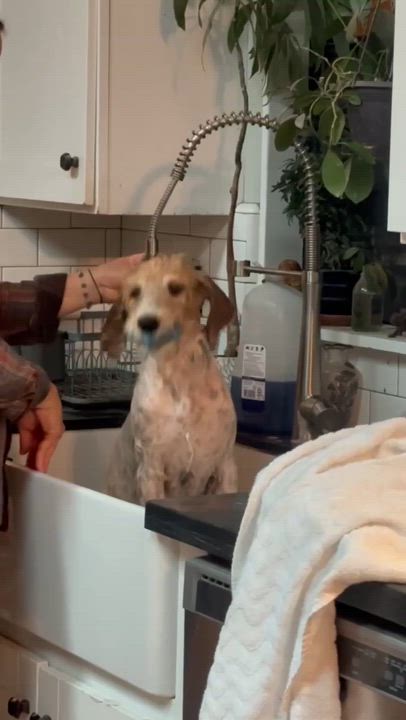 Enlarge CHARLIE, a Adopted Labradoodle in Palmdale, CA video 3/6