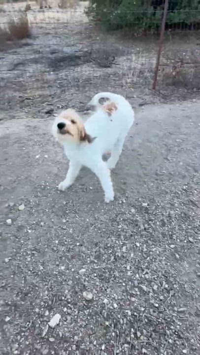Enlarge CHARLIE, a Adopted Labradoodle in Palmdale, CA video 6/6