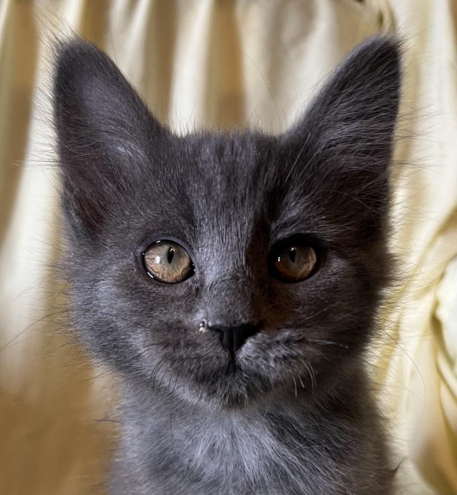 Cooper, Adoptable, Kitten Male Domestic Long Hair.