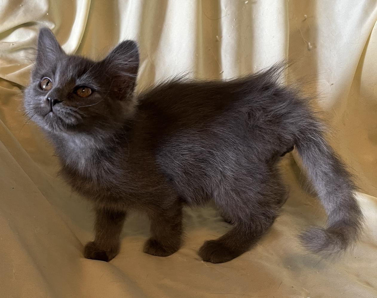 Enlarge Cooper, a Adoptable Domestic Long Hair in Connelly Springs, NC image 2/4