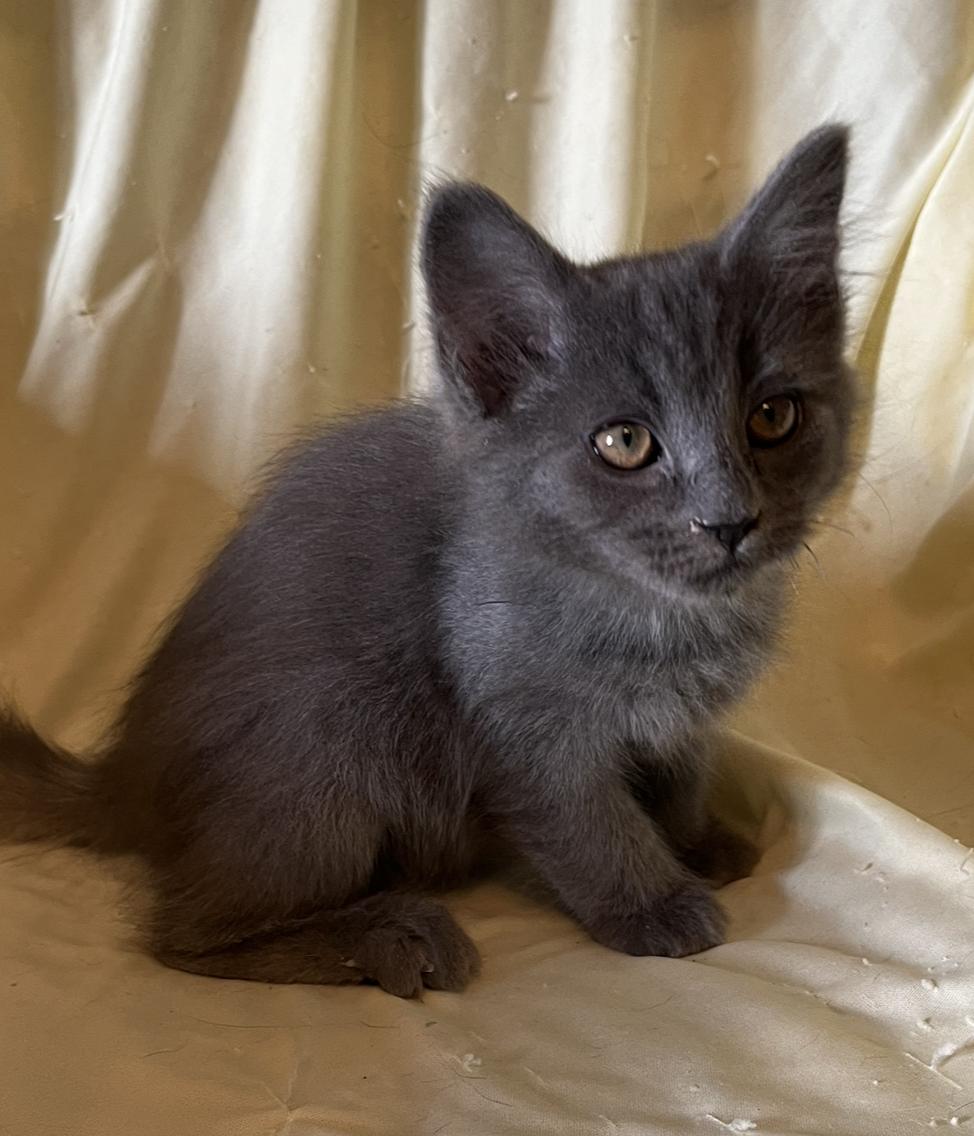 Enlarge Cooper, a Adoptable Domestic Long Hair in Connelly Springs, NC image 4/4