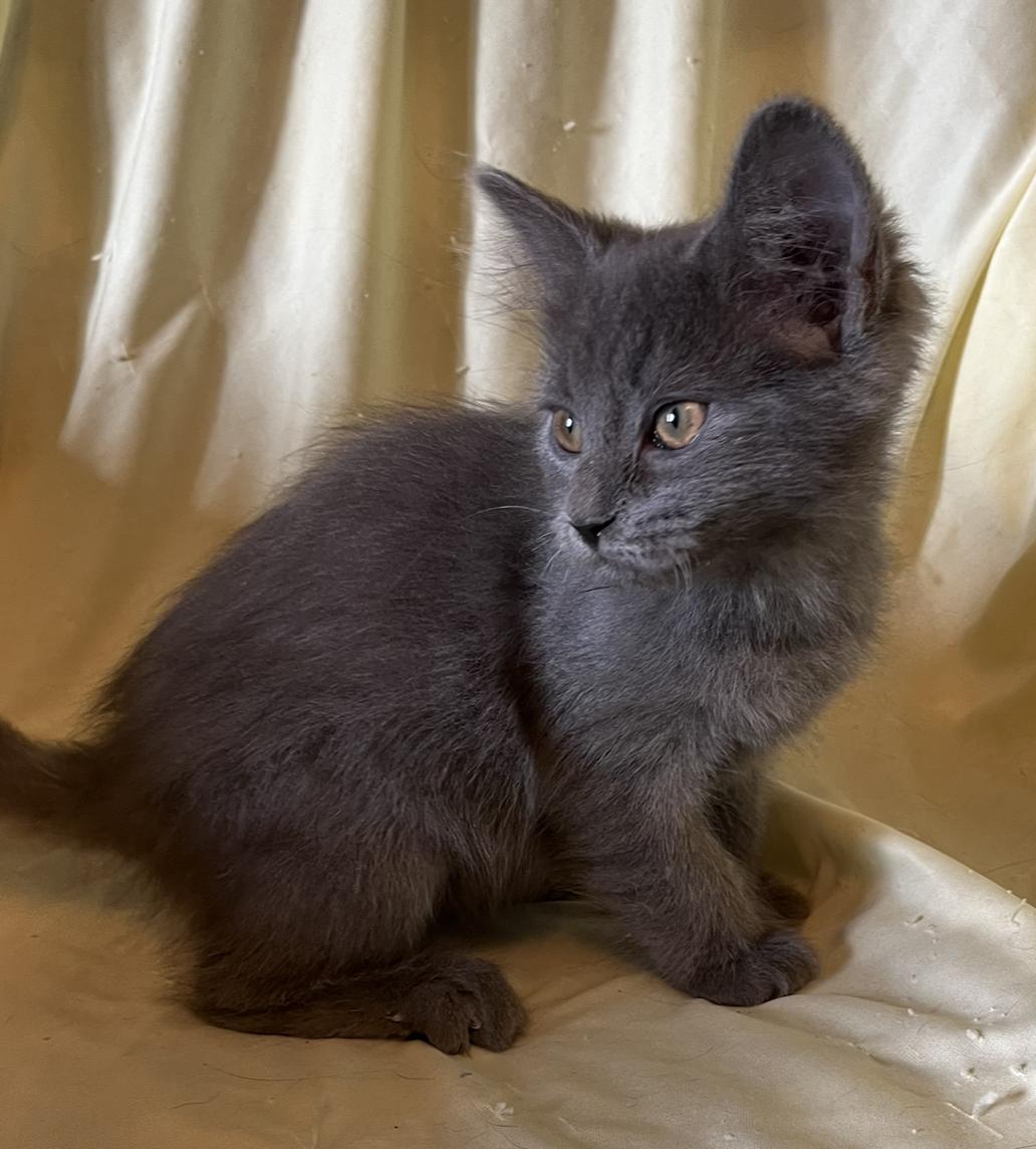 Enlarge Cooper, a Adoptable Domestic Long Hair in Connelly Springs, NC image 3/4