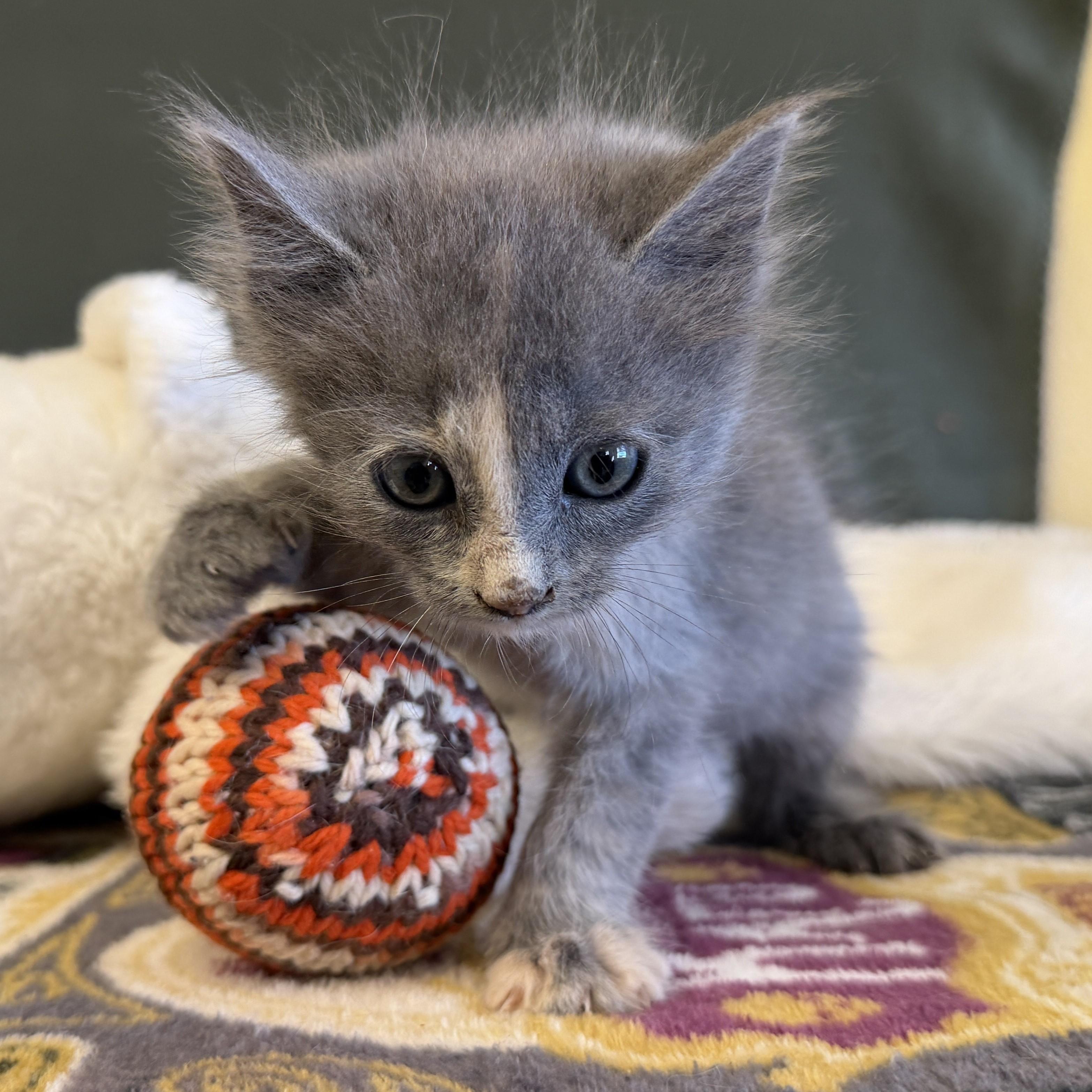 Twyla, an adoptable Domestic Medium Hair in ALPINE, TX, 79830 | Photo Image 3