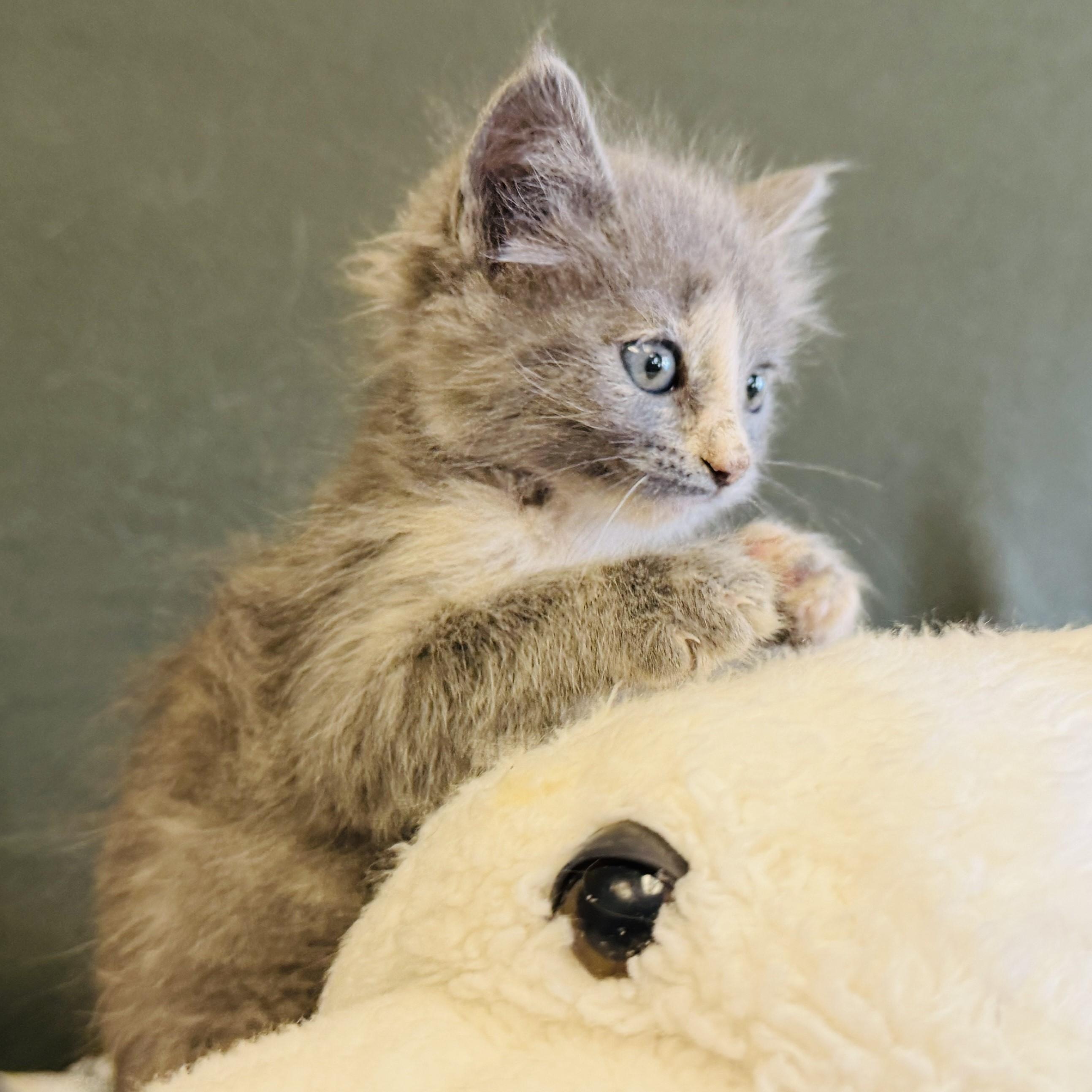 Twyla, an adoptable Domestic Medium Hair in ALPINE, TX, 79830 | Photo Image 2