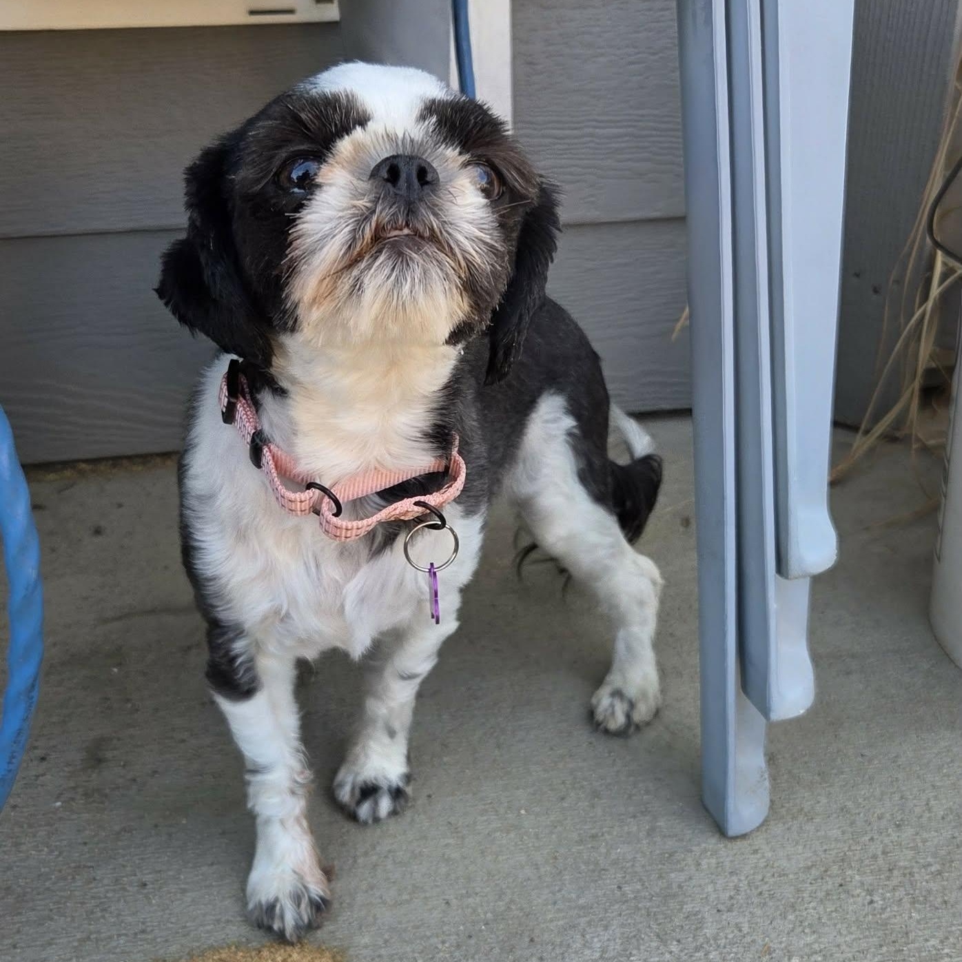 Enlarge AMELIA, an adopted mixed breed in Loveland, CO image 3/6