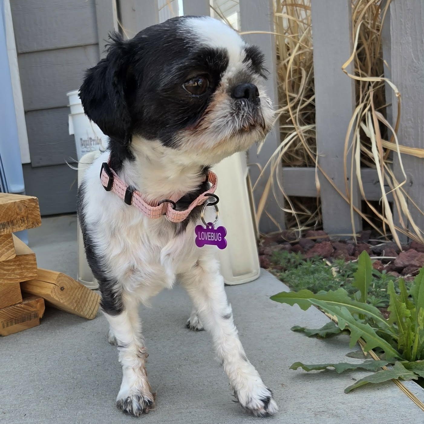 Enlarge AMELIA, an adopted mixed breed in Loveland, CO image 5/6