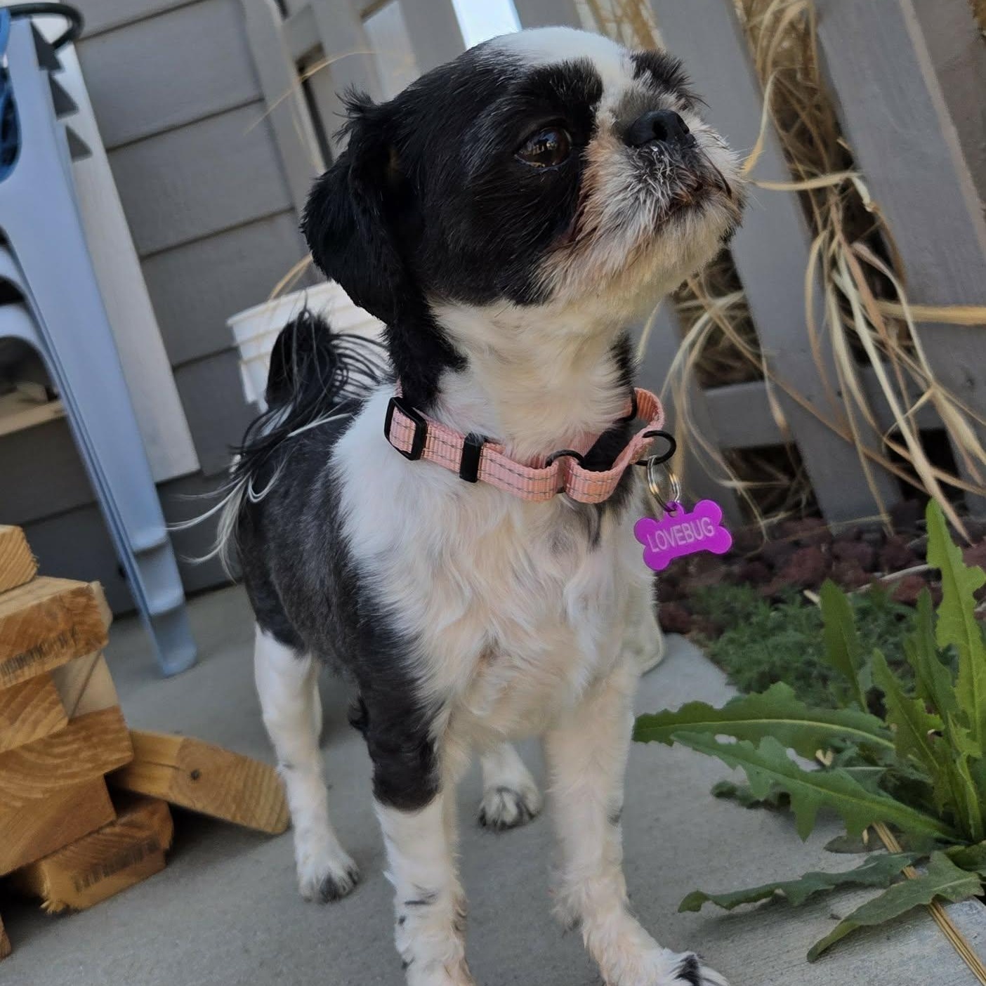 Enlarge AMELIA, an adopted mixed breed in Loveland, CO image 6/6