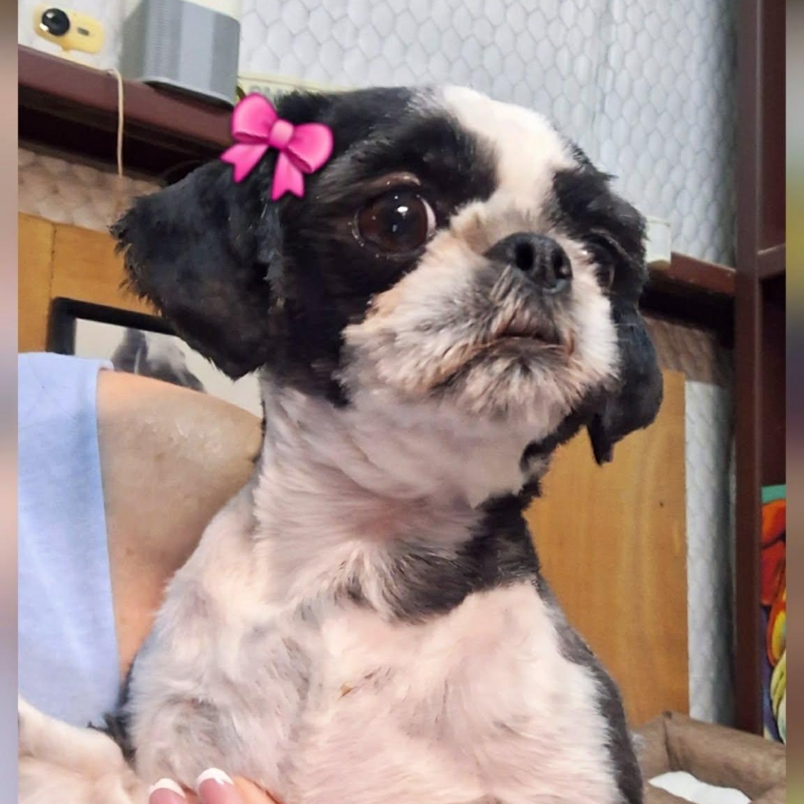 Enlarge AMELIA, an adopted mixed breed in Loveland, CO image 2/6