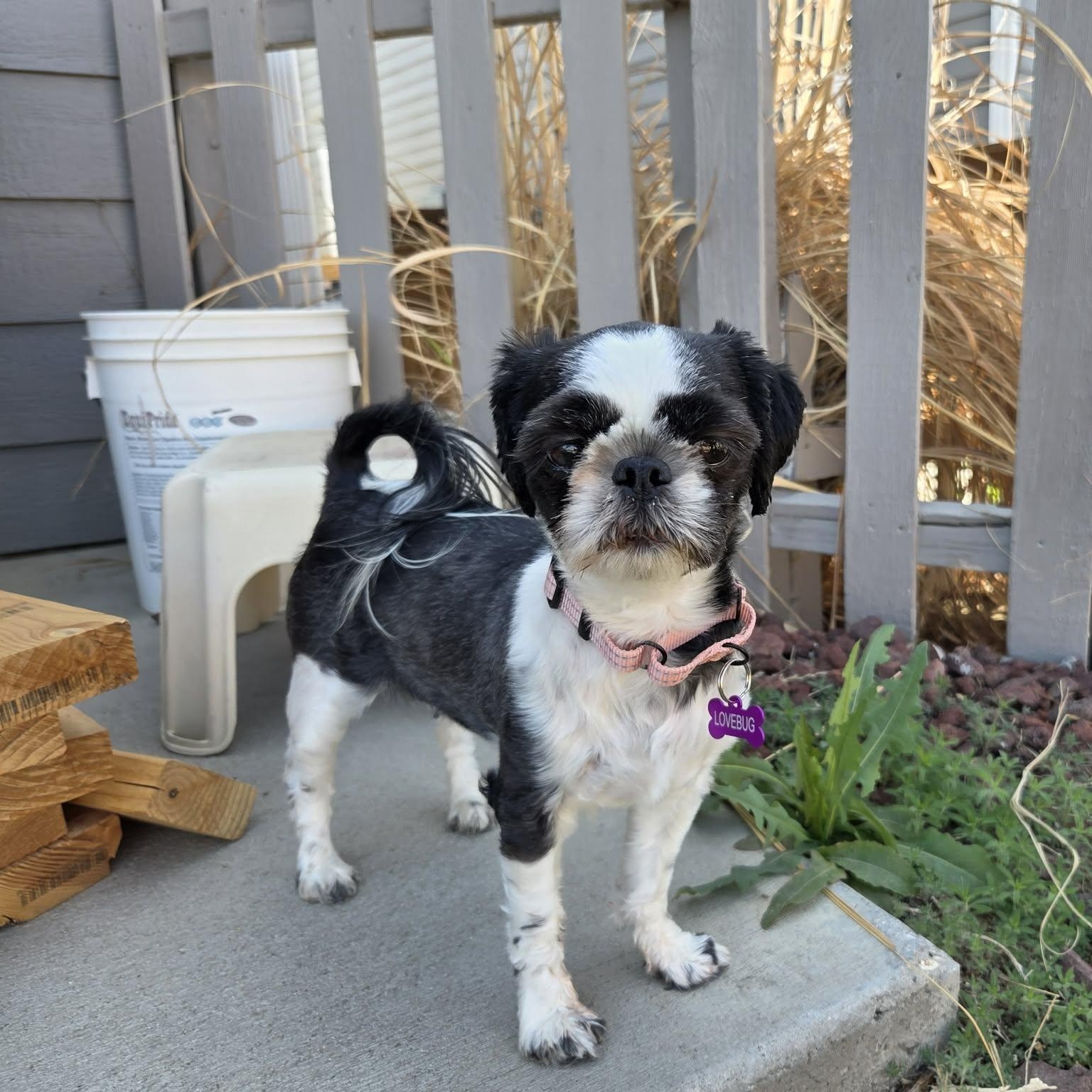 Enlarge AMELIA, an adopted mixed breed in Loveland, CO image 1/6