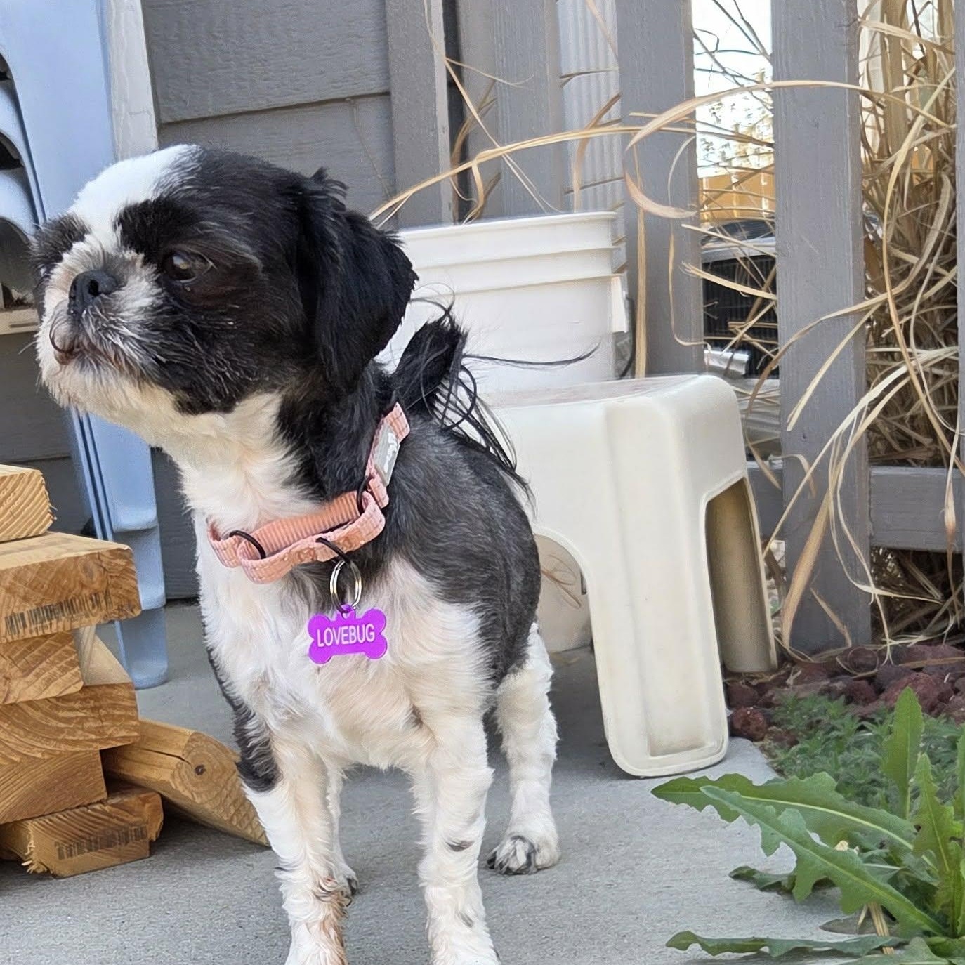 Enlarge AMELIA, an adopted mixed breed in Loveland, CO image 4/6
