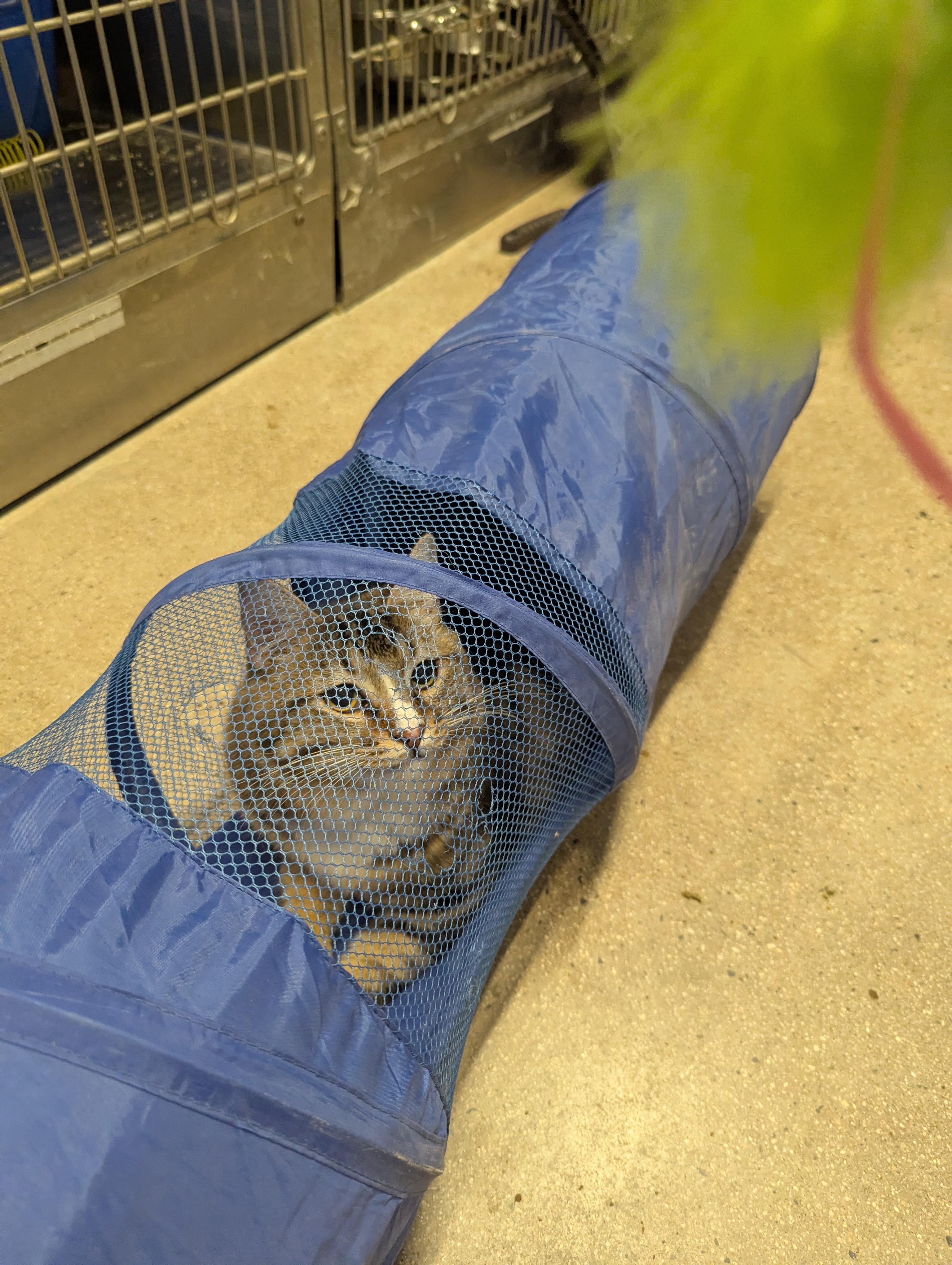 Enlarge Calvin, a ADOPTABLE Domestic Short Hair in Fullerton, CA image 2/3