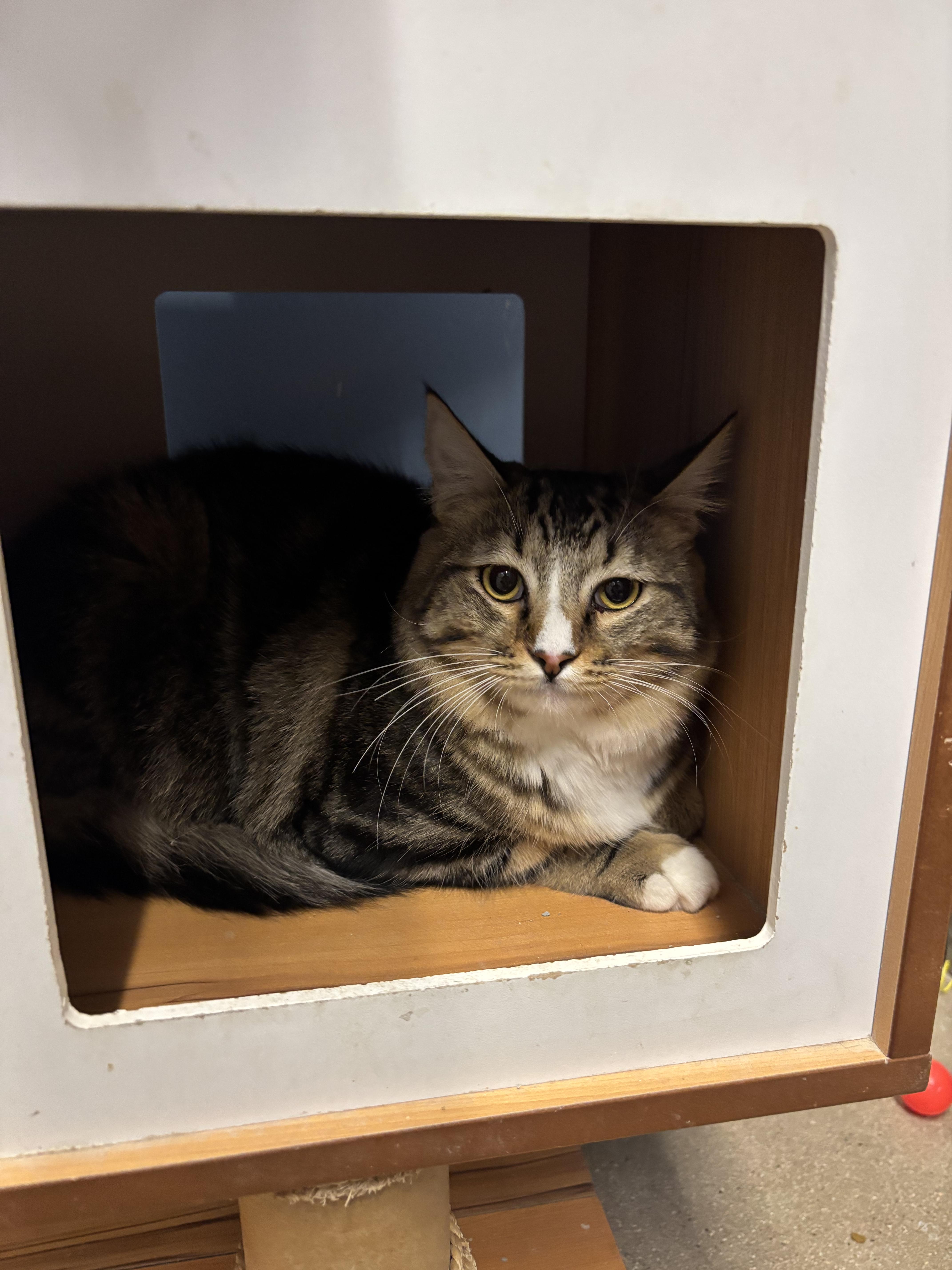 Enlarge Calvin, a ADOPTABLE Domestic Short Hair in Fullerton, CA image 3/3