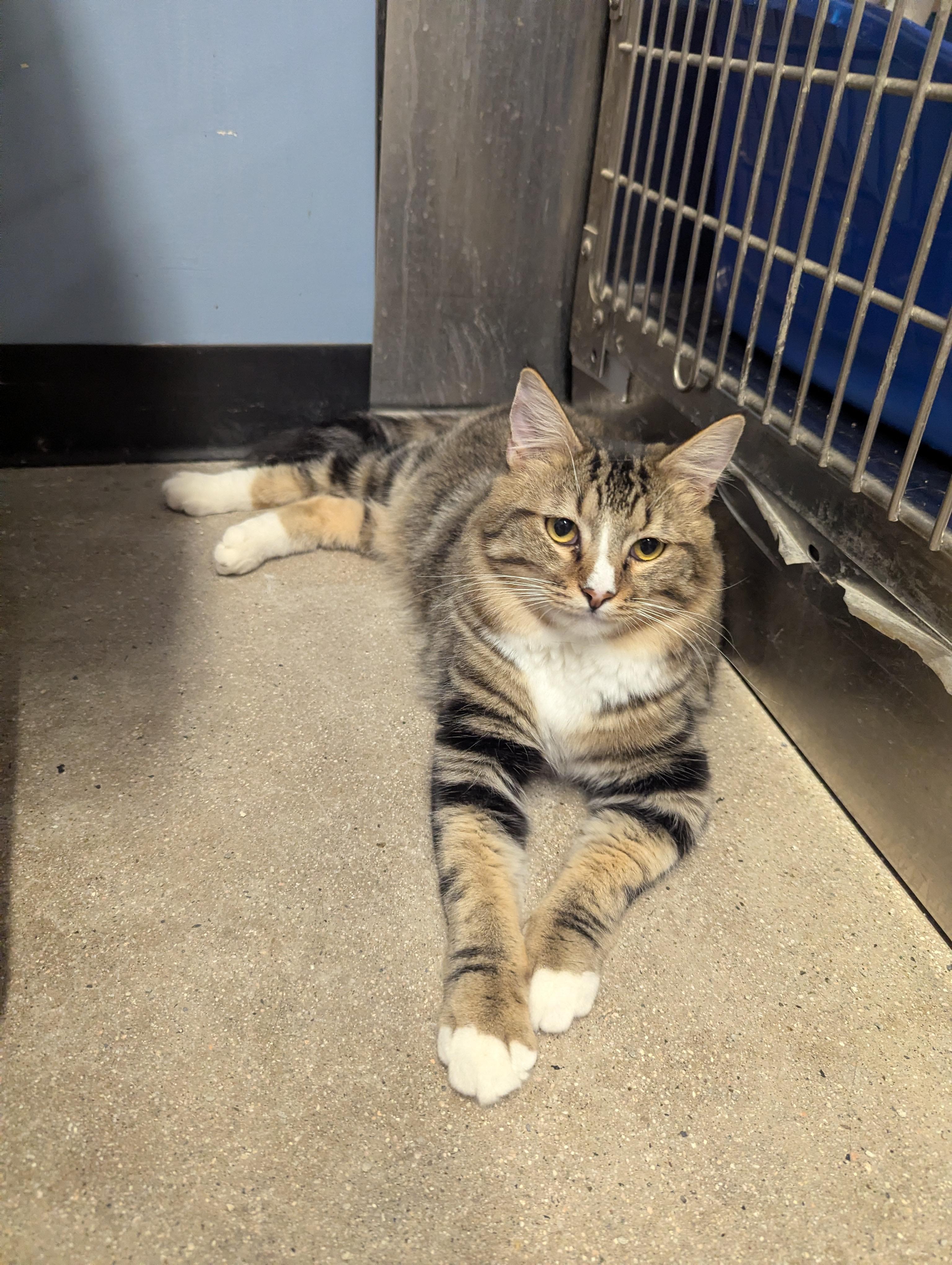 Enlarge Calvin, a ADOPTABLE Domestic Short Hair in Fullerton, CA image 1/3