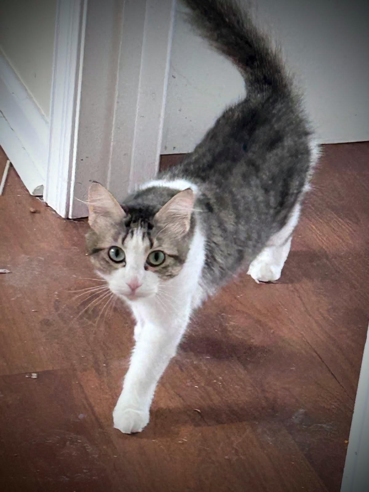 Enlarge Delise, a Adoptable Domestic Medium Hair in Murfreesboro, TN image 1/3